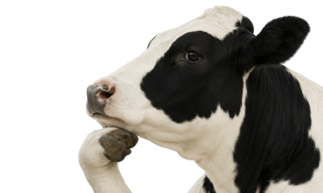 Cash cow thinking, hoof to chin